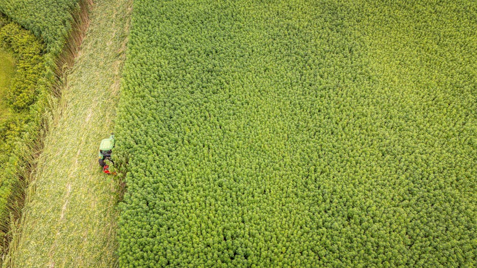 Aerial shot of a tractor harvesting a vast green field, showcasing agriculture in summer.